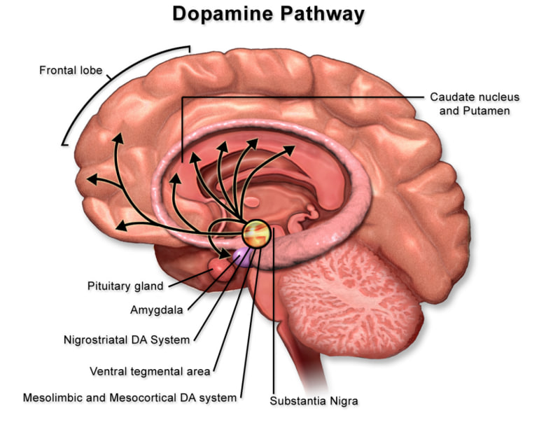 dopamine Psihologija tržišnih ciklusa